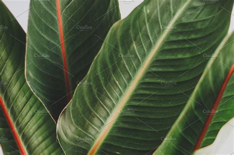 Green Tropical Leaves Containing Tropical Plants Large Tropical Leaves