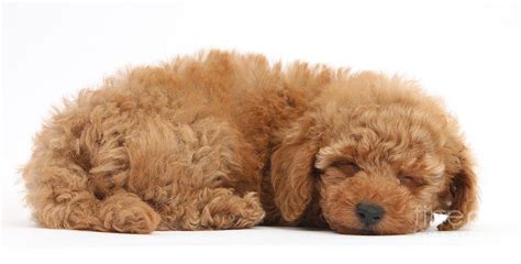Red Toy Poodle Puppy Photograph By Mark Taylor Fine Art America