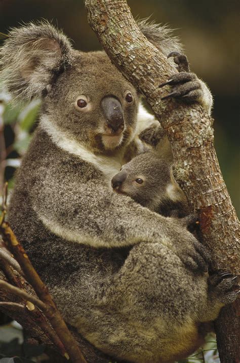 Koala Mother And Joey Australia Photograph By Gerry Ellis
