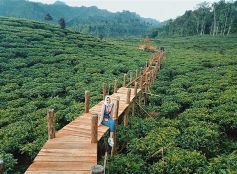 Menuju ke wisata kebun teh jember ini sebaiknya anda datang bersama keluarga maupun sahabat, karena kondisi jalan yang menang cukup sepi itulah ulasan mengenai 10 spot foto keren kebun teh gunung gambir tiket masuk & alamat. Tiket Wisata Kebun Agung Jember - Objek wisata keluarga ...