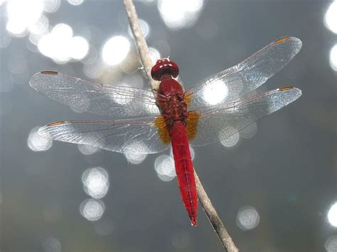 Suburban pest control always has your best interests at heart, because we want to give you and your family a safe and comfortable place to live. Dragonflies: Beautiful Super-Predators - Rest Easy Pest ...