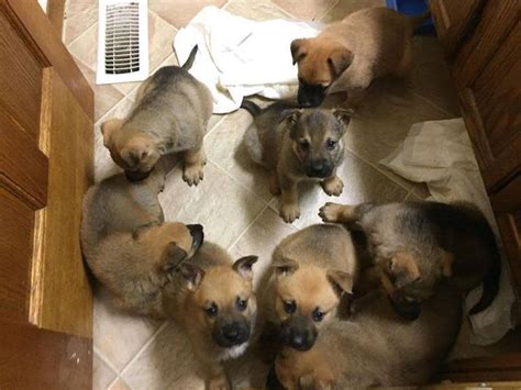 Roche pedigree german shepherd puppies, police dog puppies, long hair puppies for sale in iowa, michigan, minneapolis, minnesota for this reason, we breed german shepherd puppies with solid nerve, courage, adaptability, intelligence, and instinctive. 7 German Shepherd Puppies German Shepherd Dog Baby ...