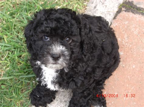 Black French Poodle Puppy Black Puppy French Poodles Poodle Puppy