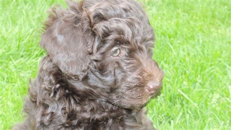 Use the options below to find your perfect canine companion! Border Collie X Poodle/ Bordoodle Girl Ready Now | Crewe ...
