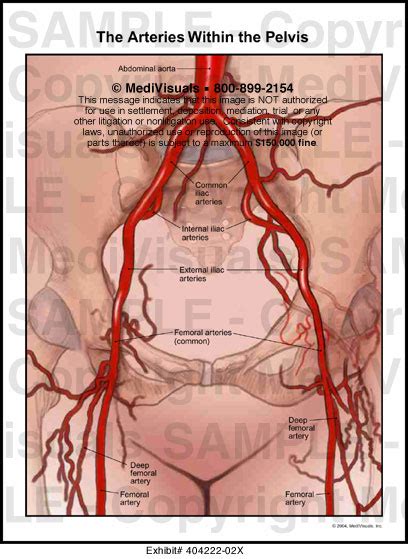 Medivisuals The Arteries Within The Pelvis Medical Illustration