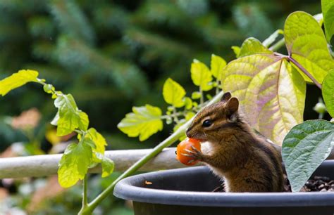 How To Get Rid Of Chipmunks A Comprehensive Guide