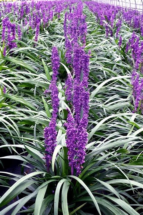 Buy Purple Explosion Liriope Lilyturf Free Shipping Wilson Bros