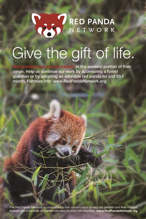 help save red pandas learn more at redpandanetwork and join us for international red panda day