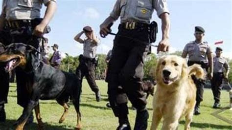 Viral Anjing Polisi Tak Sengaja Menggigit Komandan Polisi Saat Sedang