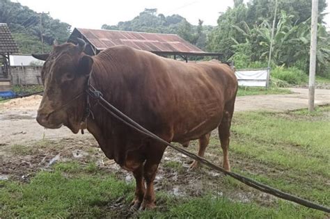 Sapi Kurban Jokowi 2020 - Presiden Jokowi Beli Sapi Kurban Berbobot 940