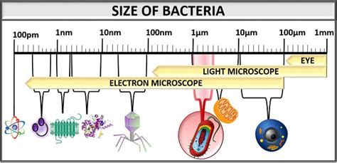 Microscope Bacteria Size Micropedia