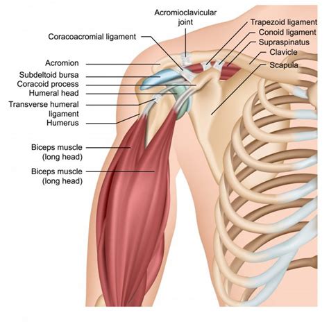 Assessment Of Acromioclavicular Joint Injuries Physio Network