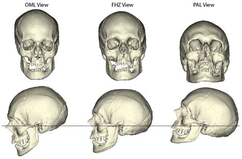 Biology Free Full Text The Effects Of Cranial Orientation On