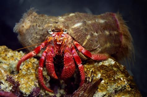 How To Properly Care For Molting Hermit Crabs