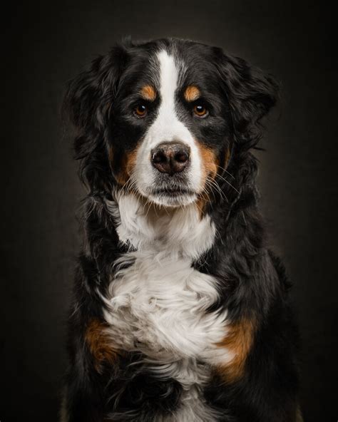How Do You Photograph Dog Portraits
