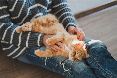 Zašto Mačke Vole Da Spavaju Na Ljudima