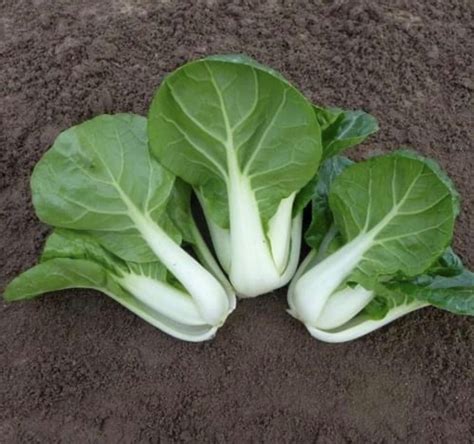 White Stem Bok Choy Cabbage Seeds Organic Tims Tomatoes