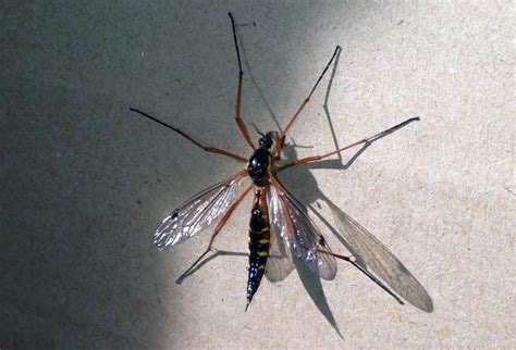 Crane Fly From The Uk Whats That Bug