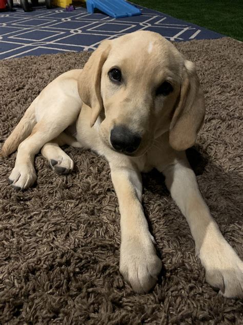Breeder of top quality golden retrievers. Labrador Retriever Puppies For Sale | Queen Creek, AZ #328571