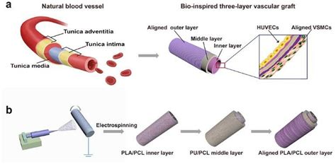 A Scheme Of Natural Blood Vessel With Three Layer Structures