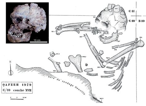 The Paleolithic Burials At Qafzeh Cave Israel