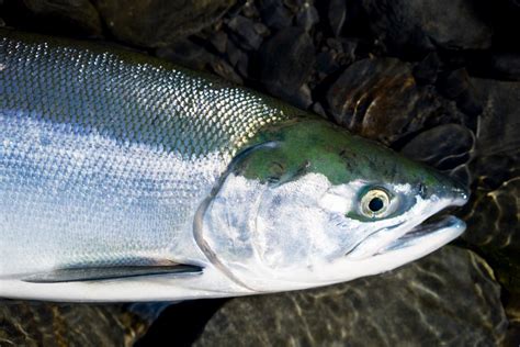 2018 Skagit River Fishing Report The Lunkers Guide