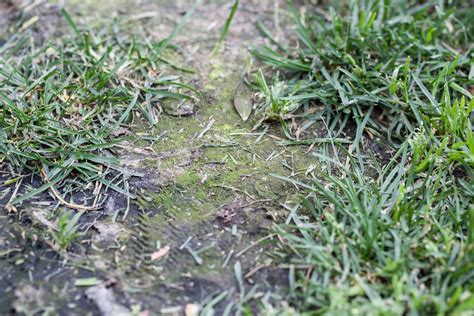 Find the fix for your fungus here. Home Remedy for Lawn Fungus | Hunker | Lawn problems, Bermuda grass, Grass patch