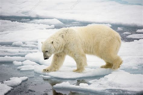 Polar Bear Hunting Seals Stock Image C0465379 Science Photo Library