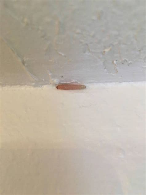 Moth Larvae On Ceiling Axis Decoration Ideas