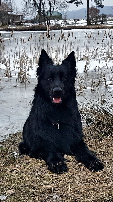 Ive Never Had A Pure Black Gsd But They Sure Are Gorgeous My Gsd Boy