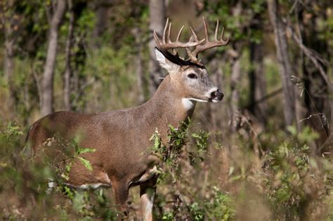 First Case Of Cwd Found In Wild Texas Whitetail Deer Banks Outdoors