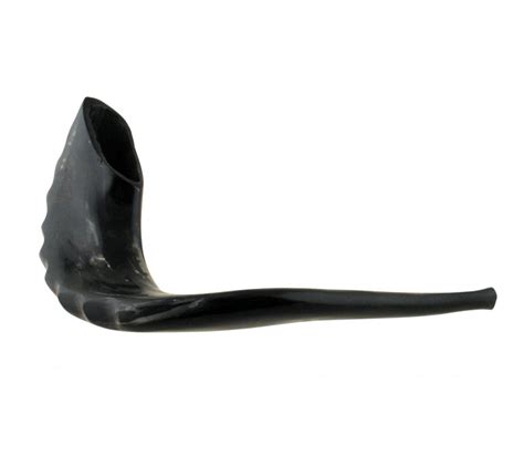 Extra Large Polished Black Rams Horn Shofar 19 20