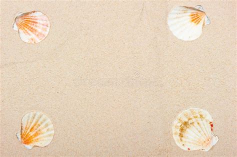 Four Sea Shells Corners Sand Background Stock Photos Free And Royalty