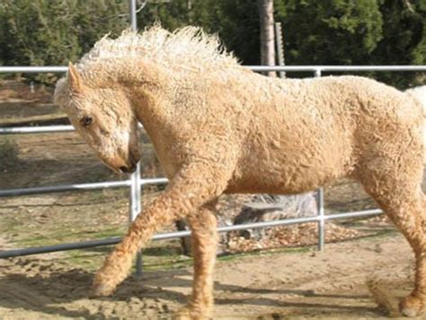 See more ideas about curly horse, horses, curly. Russian Curly Hair Horses Zabaikalskie | English Russia