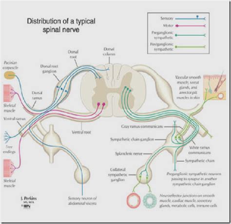 Organisation Of Peripheral Nervous System And Spinal Cord Medatrio