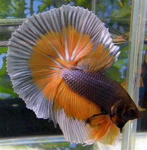 Generally a wc fish would refer to a wild caught fish. mustard Betta Fish | Aquatic Plant Central - - Steel ...
