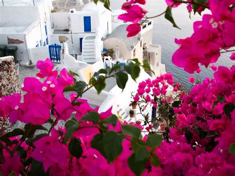 Village Of Oia On Santorini Greece Bright Flowers On A Wa Flickr