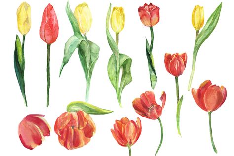 Watercolor Tulips Clip Art By Dolly Potterson Thehungryjpeg