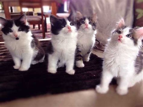 This video has been left up for cat lovers. Kittens for sale FOR SALE ADOPTION from Melbourne Victoria ...