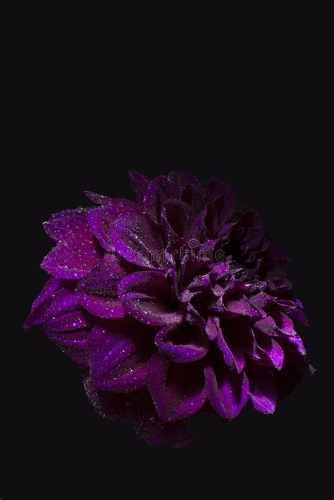 Purple Dahlias Flower On Black Background Stock Image Image Of