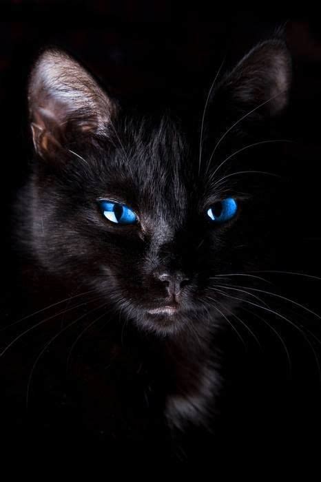 Black Cat With Blue Eyes Cats Pinterest