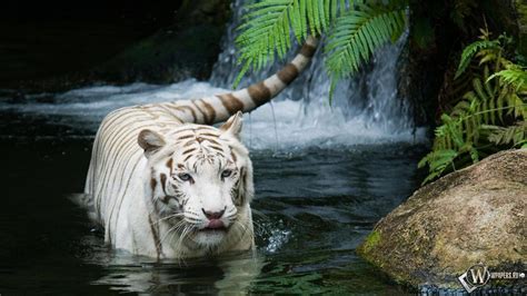 Скачать обои Красивый белый тигр в воде Вода Белый тигр для рабочего