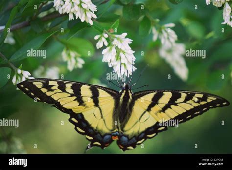 Canadian Tiger Swallowtail Stock Photo Alamy