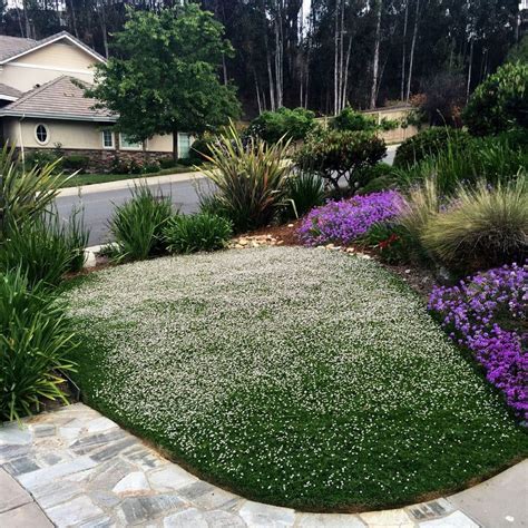 California Lawn Alternatives Drought Tolerant Grass And Groundcovers