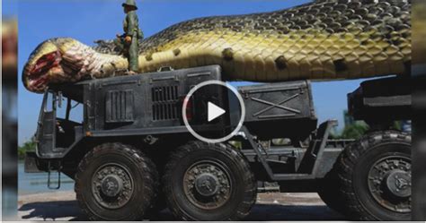 Shocking Video Giant Snake Found In Pasfic Oceancl1ck T0 Wtch Daily