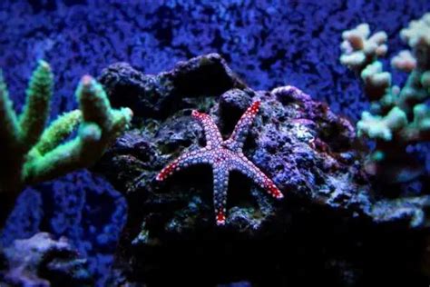 15 Reef Safe Starfish And 3 Types That Arent