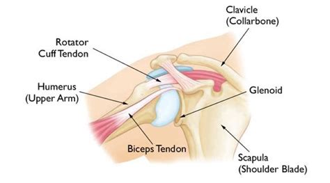 Shoulder Pain Injuries Ohio Therapy Centers Northeast Ohio