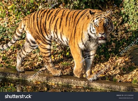Siberian Tigerpanthera Tigris Altaica Biggest Cat Stock Photo