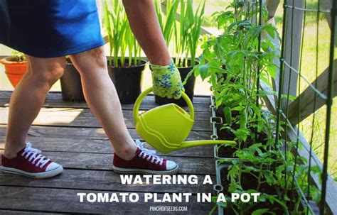 Watering Tomato Plants In Pots How Often How Much