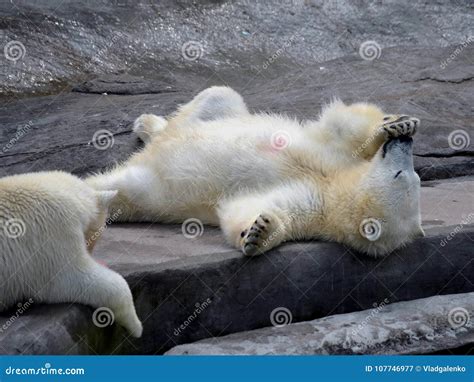 Polar Bears In The Moscow Zoo Stock Image Image Of Russia Territory